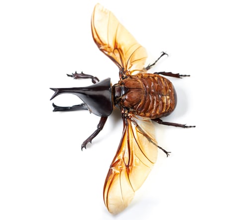 Preview: Its a bugs life. Closeup shot of beetle.