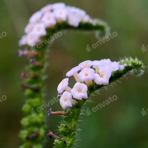 Delicate White Flowers Blooming on a Green Stem
