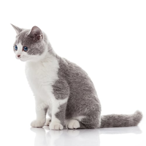 Preview: kitten on a white background. gray kitten