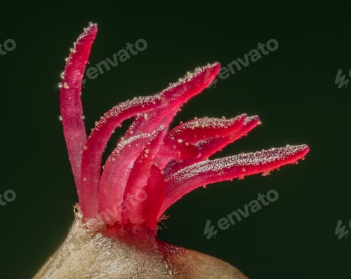 Preview: Closeup of a Corylus avellana, the Common Hazel.