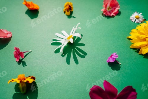 Preview: Flowers composition on green background, copy space.