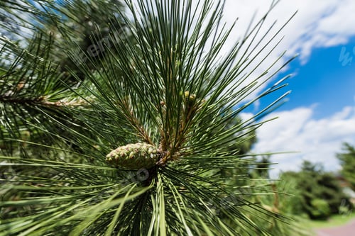 Preview: close up of green fir tree with needles against blue sky