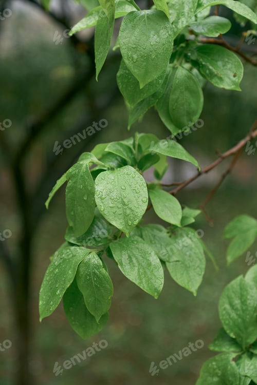 Preview: Branch of a tree with green leaves strewn with raindrops