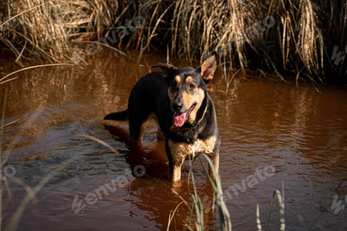 Preview: Closeup of a happy dog in the muddy water