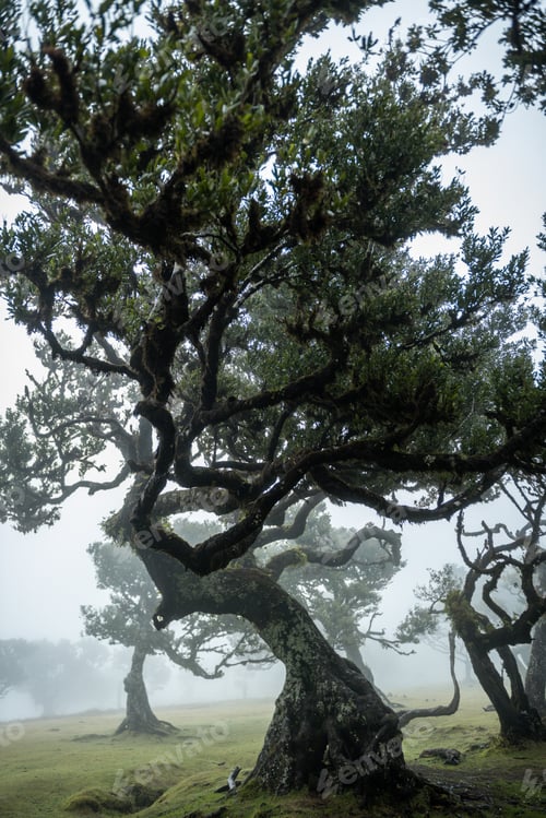Preview: Century old Laurissilva trees in mystical foggy Fanal Forest in Madera Island, Portugal