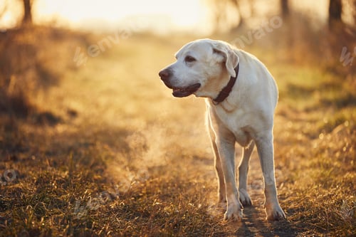 Preview: Dog walking on footpath during autumn morning