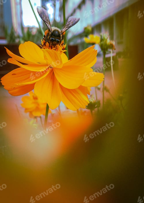 Preview: A honey bee
