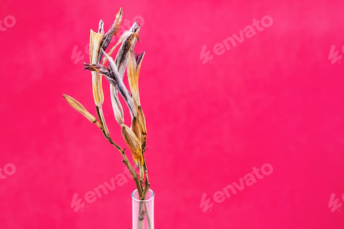 Preview: Beautiful Dried Flowers, Close Up.
