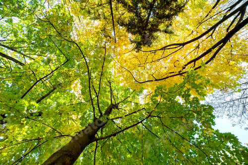 Preview: Perspective up view of autumn forest with bright orange and yellow leaves.
