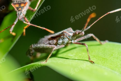Preview: Bugs ready for their close up