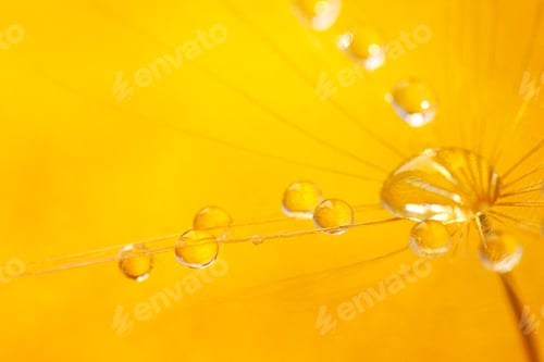 Preview: Water drops on a parachutes dandelion. Soft dreamy tender artistic image.