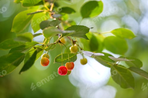 Preview: Red cherry berries growing on fruit tree branch in summer garden