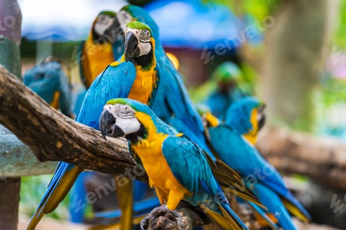 Preview: Group of colorful macaw on tree branches