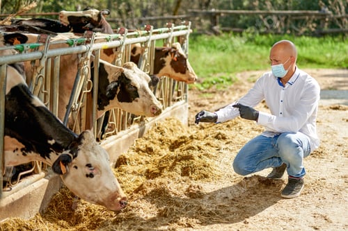 Preview: Male Cow Veterinarian At Farm.