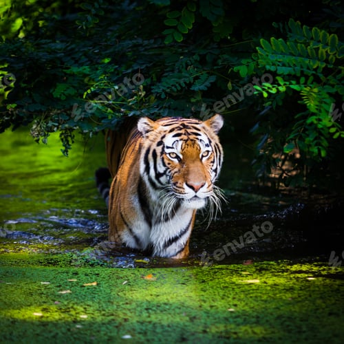 Preview: Tiger in water.