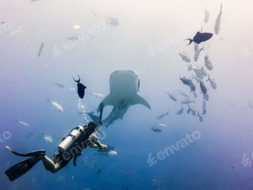 Preview: Person diving in the Andaman sea