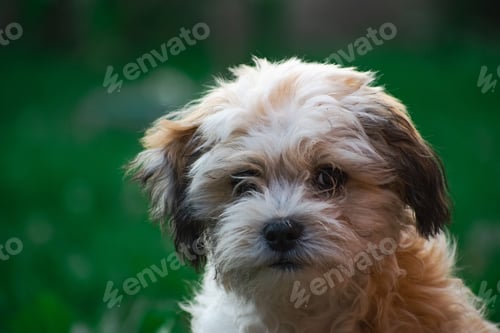 Preview: Closeup shot of a cute zuchon dog.