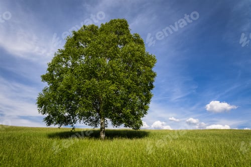 Preview: Isolated Tree on a Green Meadow