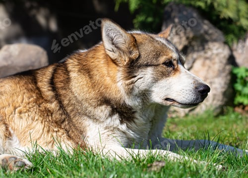 Preview: Portrait of a husky dog lying on the grass.