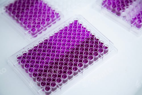 Preview: Closeup shot of laboratory microplates filled with purple liquid. Microbiology, science, research.