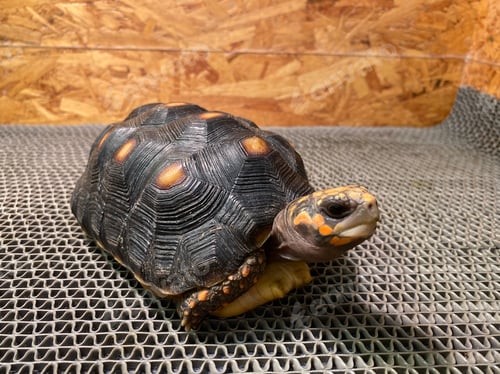 Preview: Exotic tortoise pet