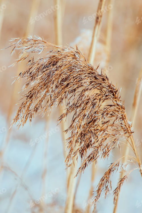 Preview: Pampas grass at sunset. Reed seeds in neutral colors on a light background.