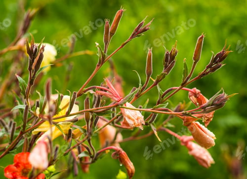 Preview: Flowers in The National Botanic Garden Dublin Ireland