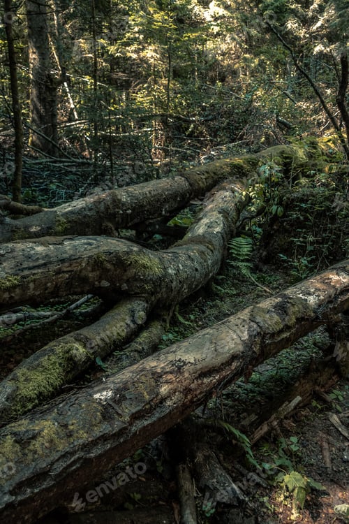 Preview: Trees in Secular Forest Slatioara, Romania
