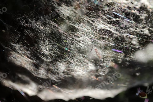 Preview: big spider web in the forest