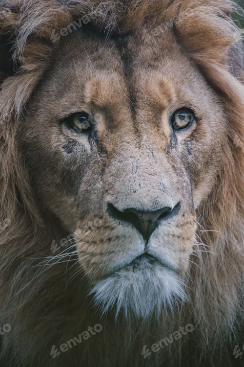 Preview: Majestic Lion Close-Up