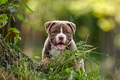 Vista previa: American bully little puppy playing among stones and grass in the garden, beautiful light, soapy