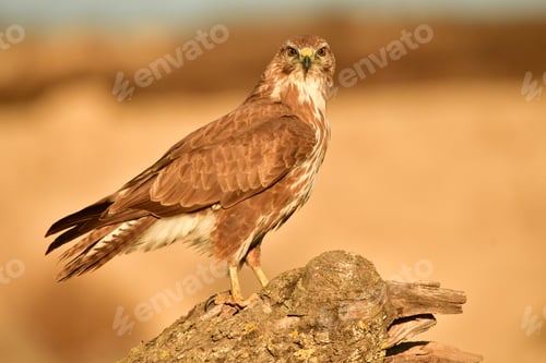 Preview: a brown bird perched on top of a wooden log and tree branch