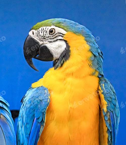 Preview: Close up blue and gold Macaw, Beautiful parrot.