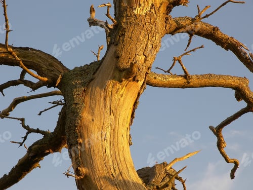 Preview: Vertical closeup shot of a damaged tree trunk with bare branches