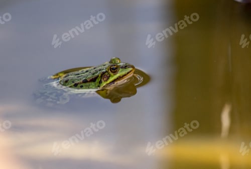 Preview: Green frog hiding in the pond