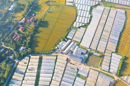 Preview: Fresh paddy rice, green agricultural field in countryside or rural area in Asia. Nature landscape.