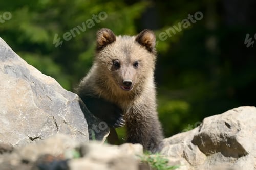 Preview: Brown bear cub