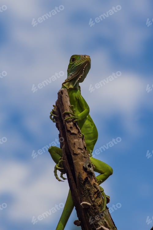 Preview: green iguana