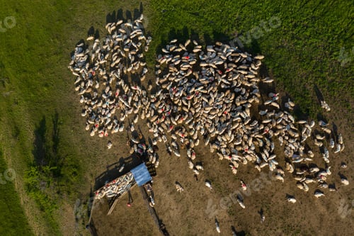 Preview: Aerial view of herd of sheep grazing near a sheepfold