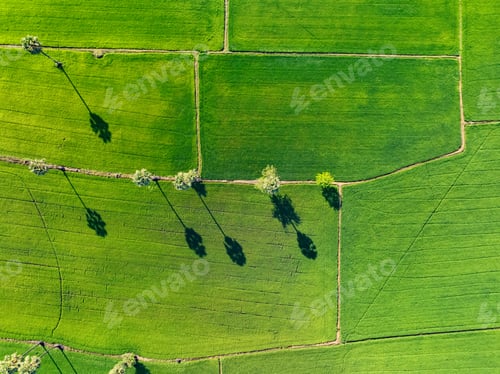 Preview: Aerial view of lush green rice field with sugar palm trees. Sustainable agriculture landscape.