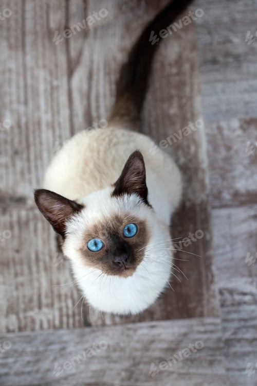 Preview: Cute kitten siamese cat indoor