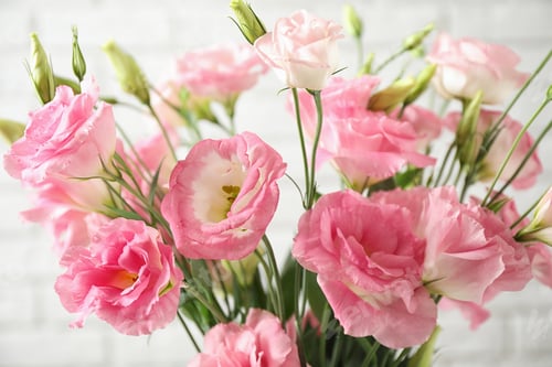 Preview: Beautiful Eustoma flowers on light background, closeup