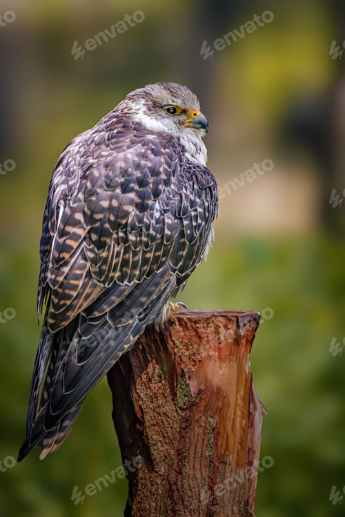 Preview: Close-up of a falcon perched on a tree stump