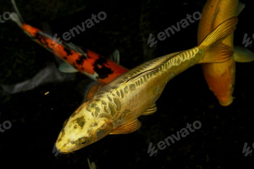 Preview: gold koi carp fish in the pond