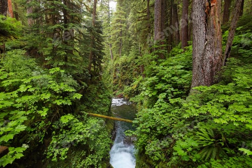 Preview: Sol Duc falls trail, Olympic national park, WA, US