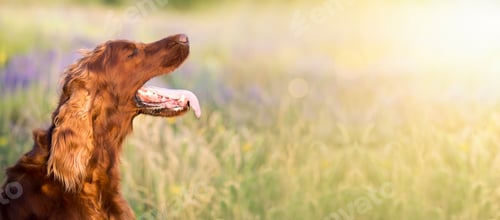 Preview: Dog in summer