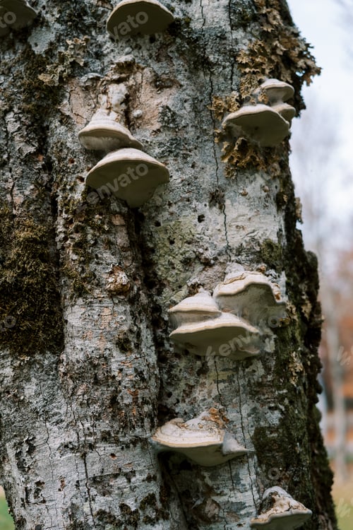 Preview: Polypores grow on the gray mossy bark of a tree in the forest