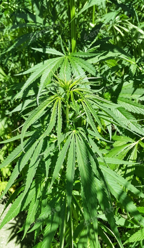 Preview: Green fresh foliage of cannabis plant (hemp, marijuana)