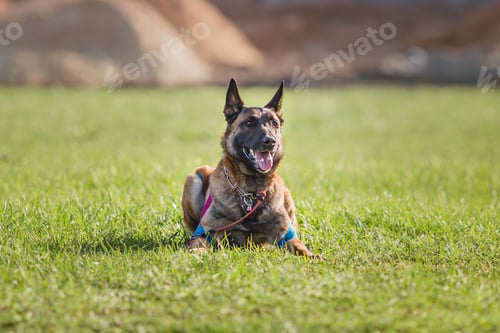 Preview: Working malinois dog. Belgian shepherd dog. Police, guard dog