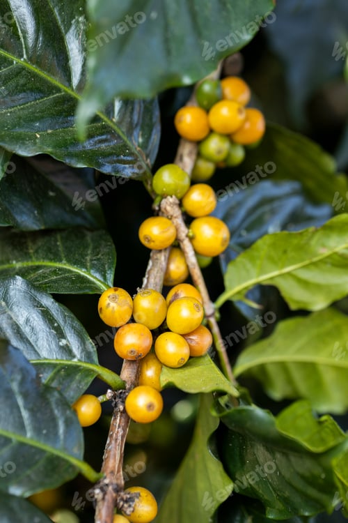 Preview: coffee berries by agriculture. Coffee beans ripening on the tree in North of Thailand